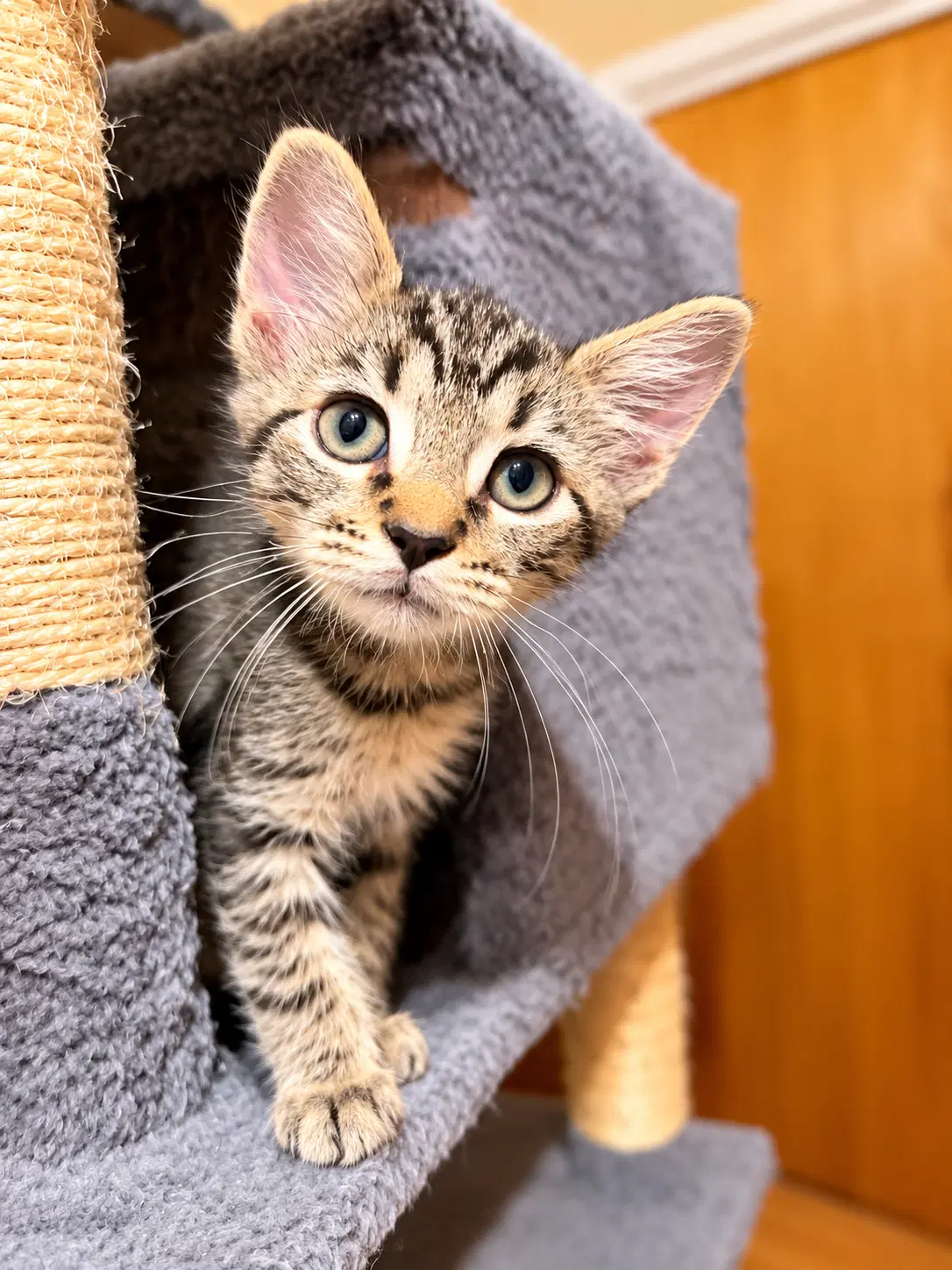 Mickey - Domestic Short Hair