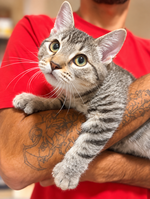 Berri aka Bear ( Kat), Tabby / Extra-Toes Cat (Hemingway Polydactyl) (medium coat)