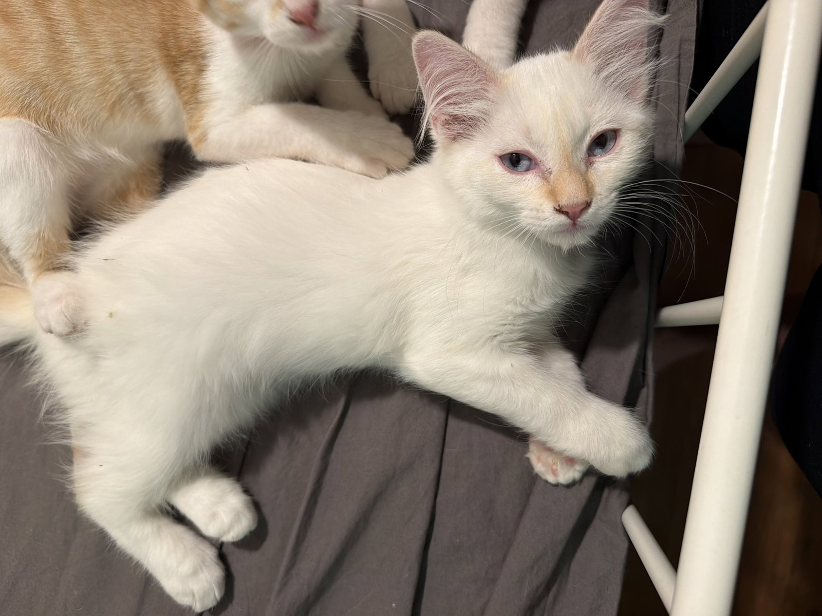 Phoebe ( EE), Siamese