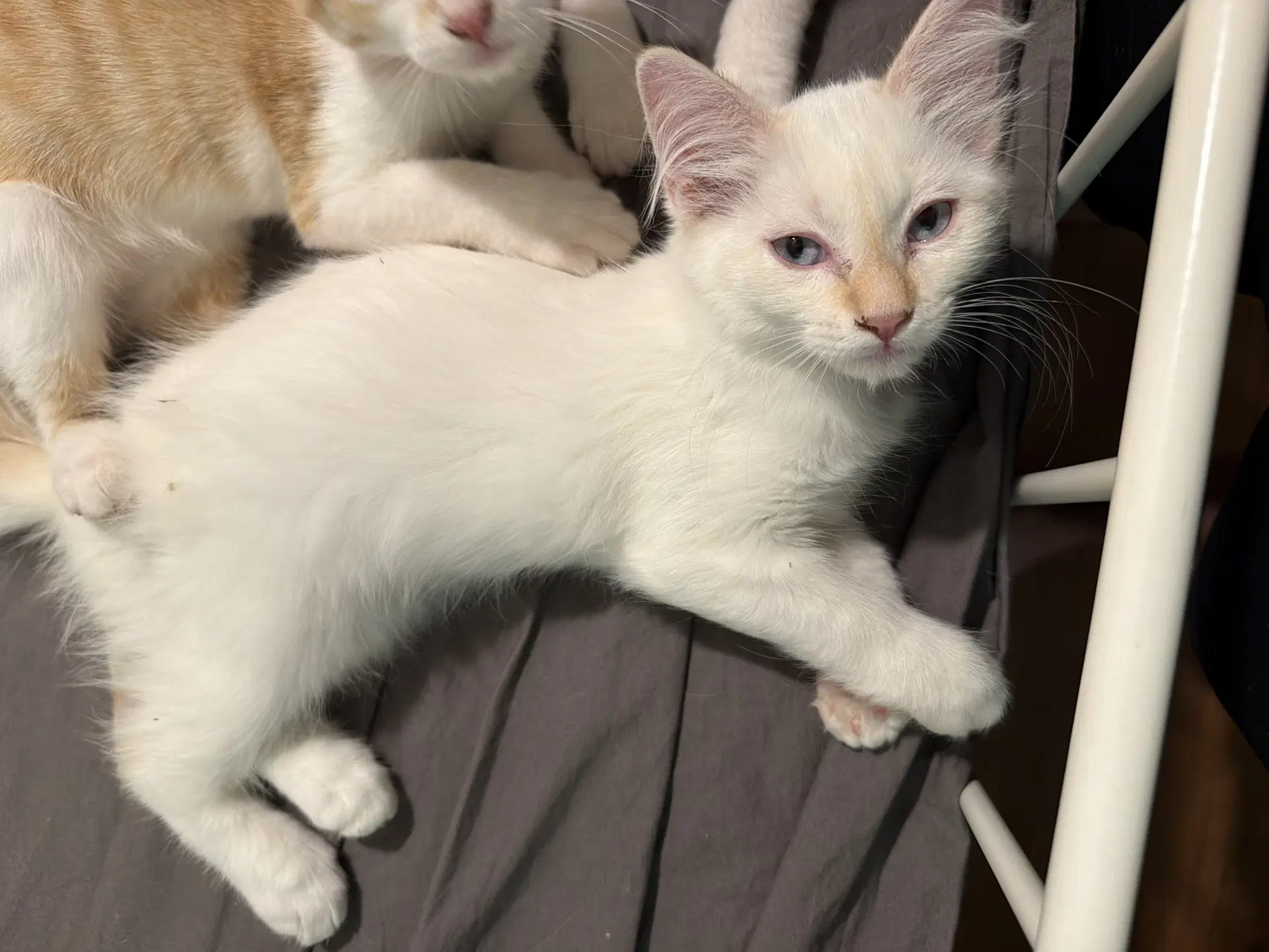 Phoebe  Ee - Siamese
