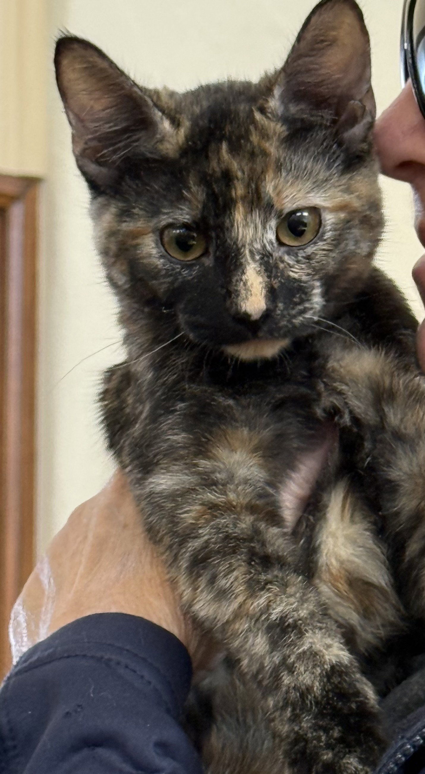 Nala ( Kat), Tortoiseshell