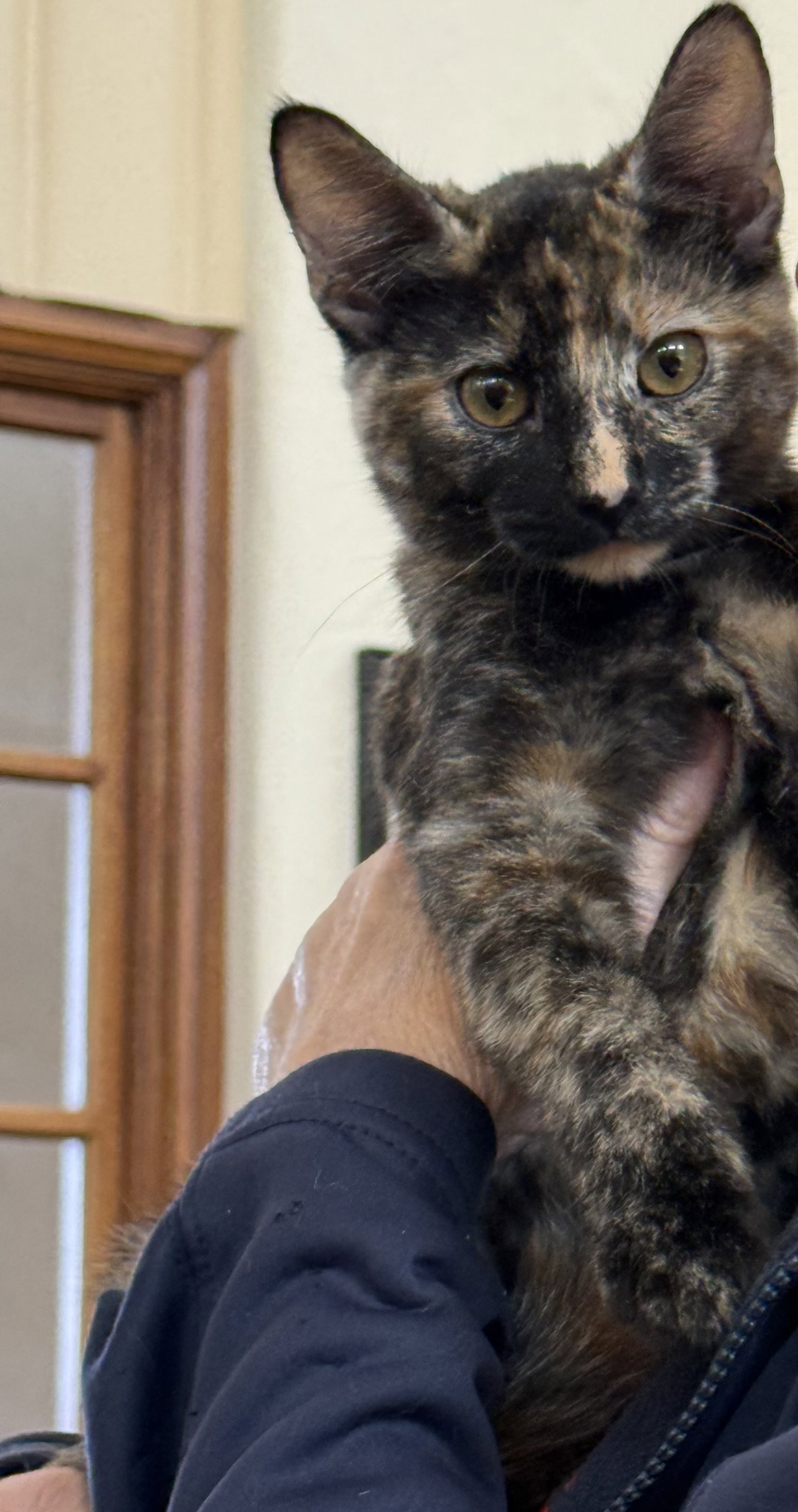 Nala ( Kat), photo 2