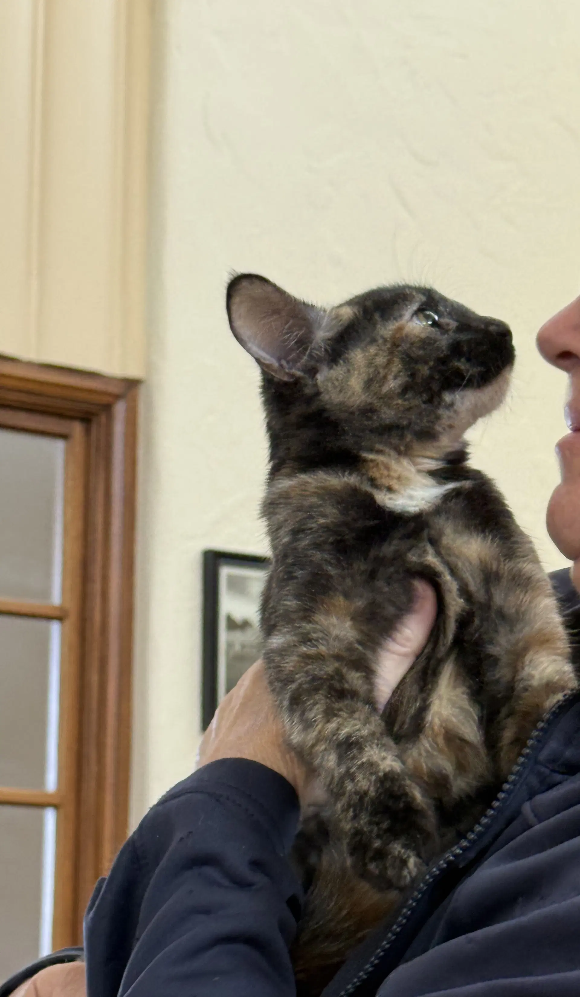 Nala  Kat image 3