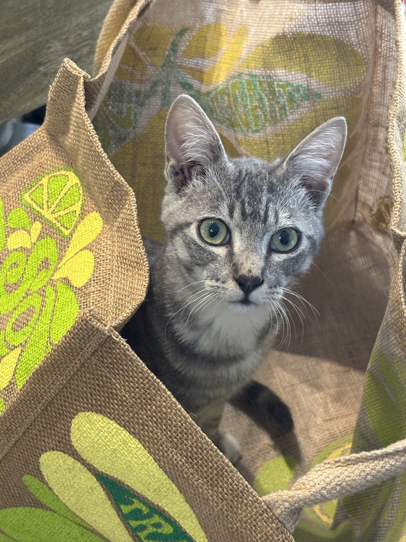 Kodiak, a male Tabby kitten up for adoption