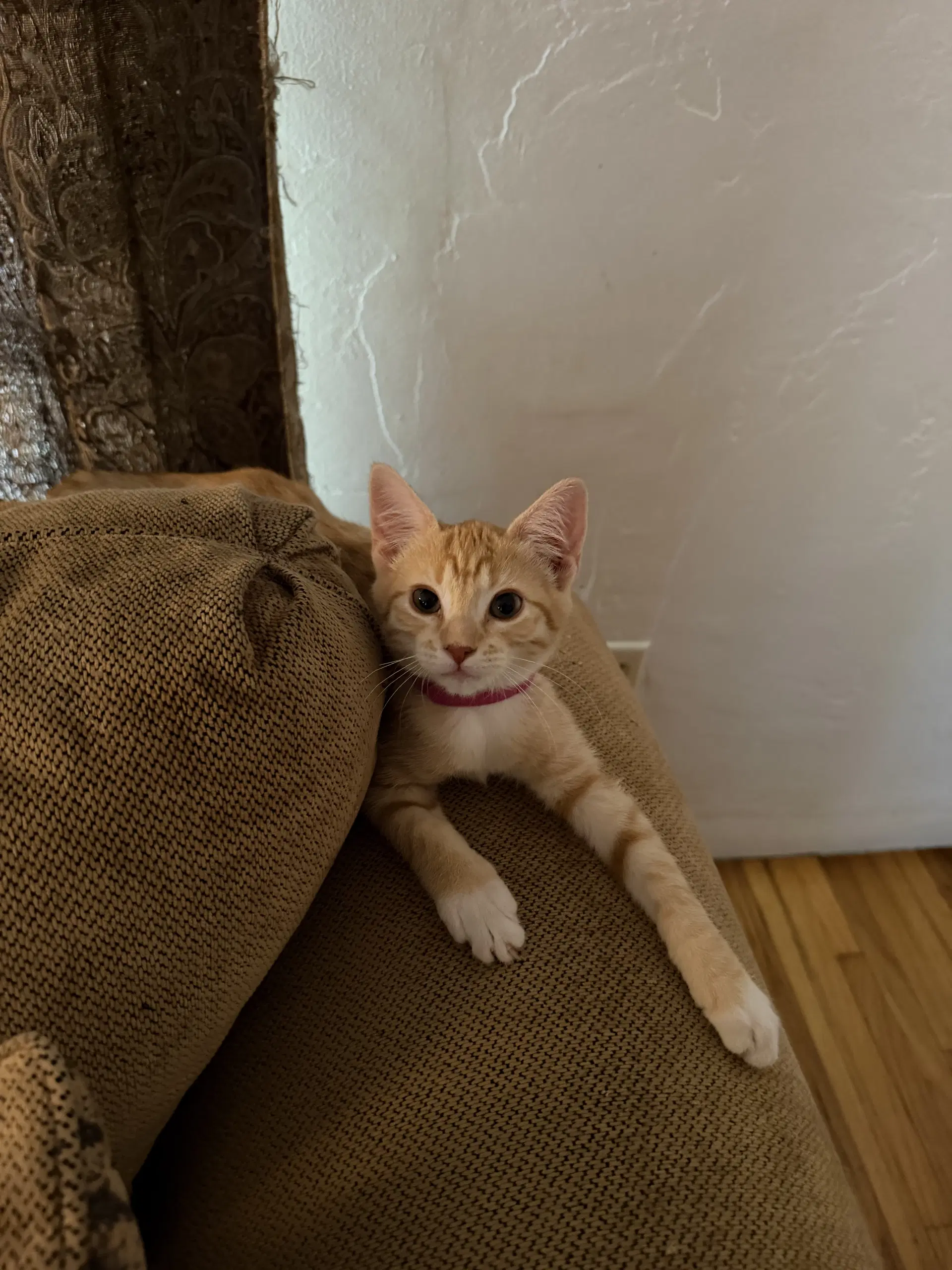 Rachel  Ee - Tabby