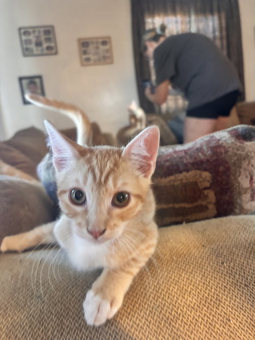 Ross ( EE), Tabby (short coat)