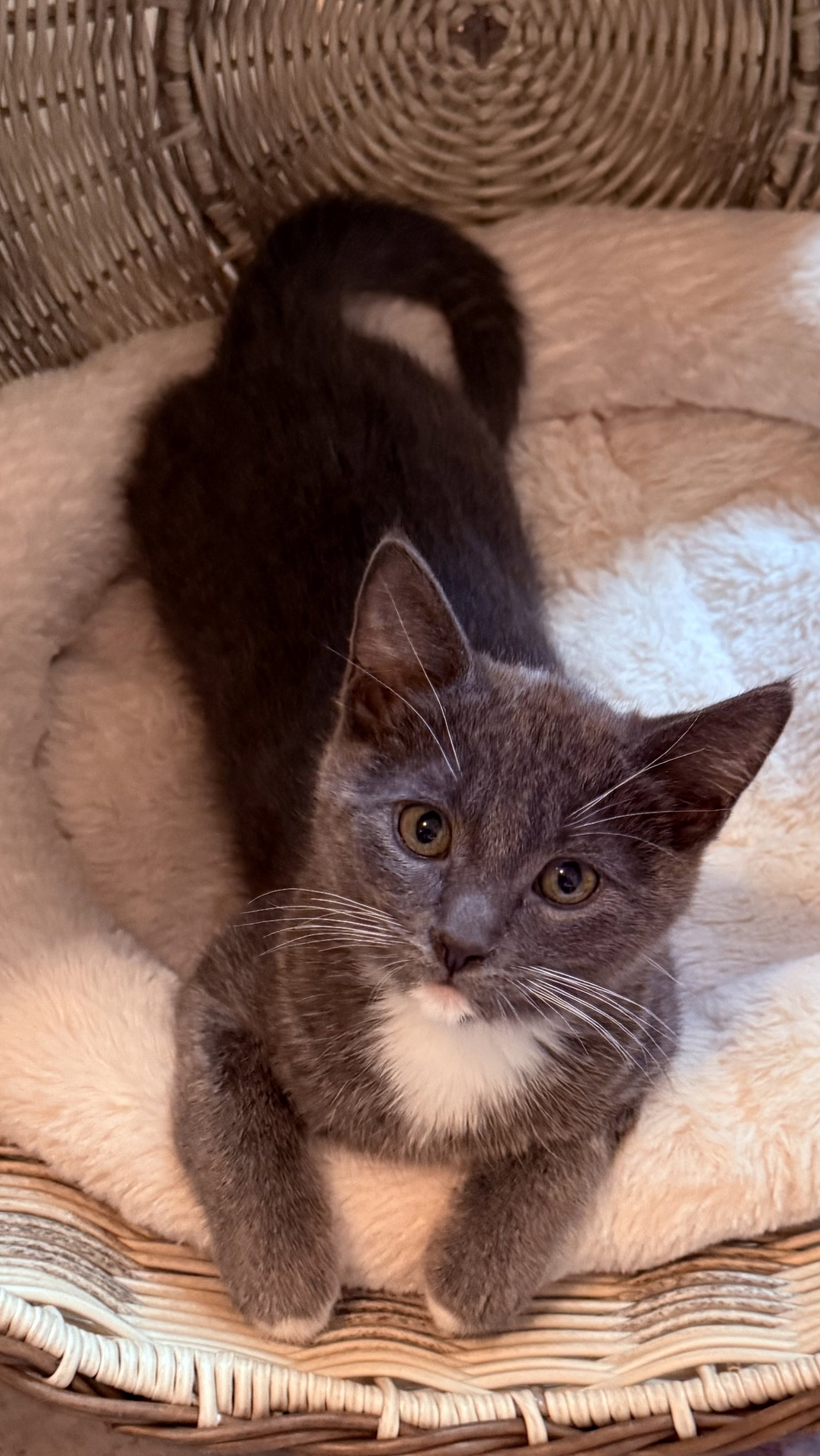 Earl Grey ( JJ), photo 3