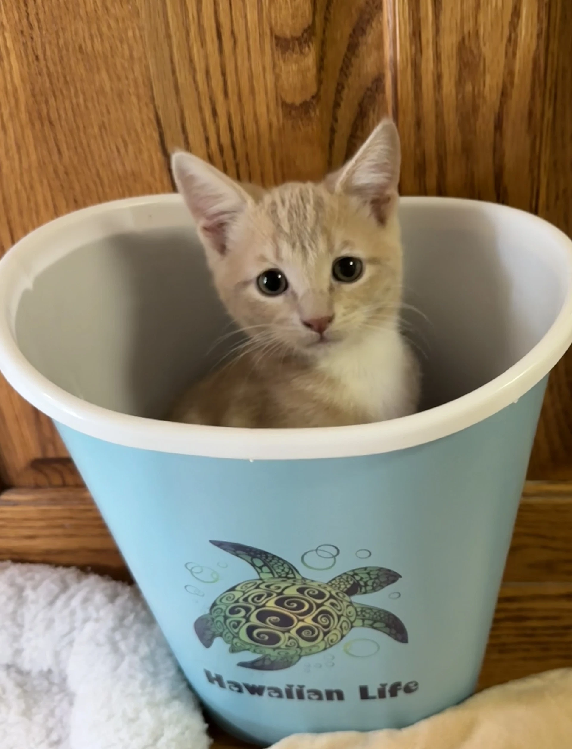 Chai Tea  Jj
