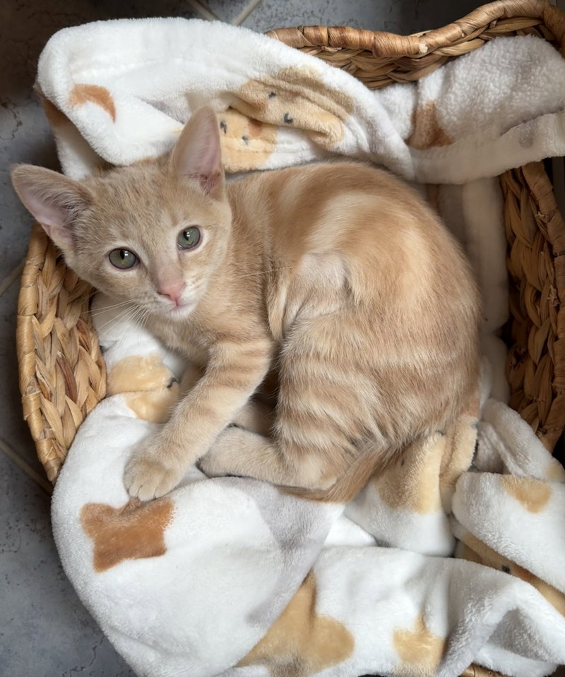 Ginger Tea, a female Tabby kitten up for adoption