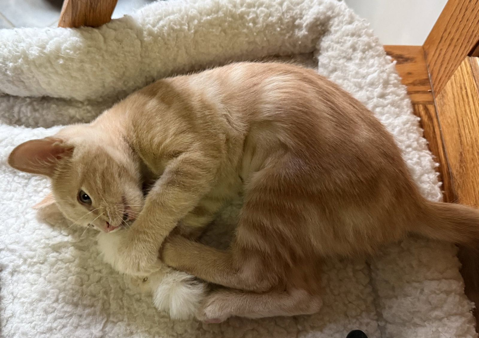 Ginger Tea ( JJ), photo 2