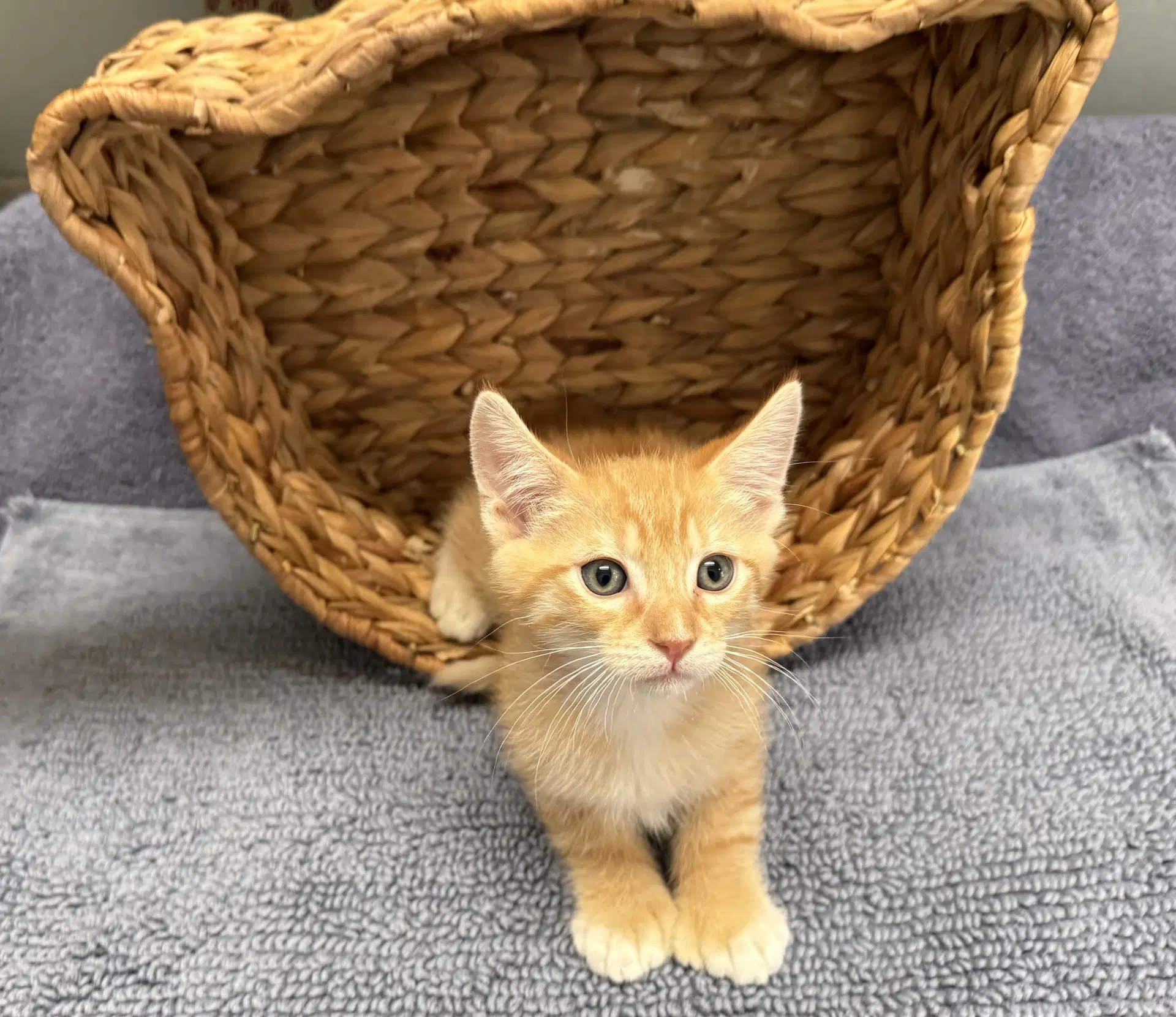 Roger  Jj - Tabby
