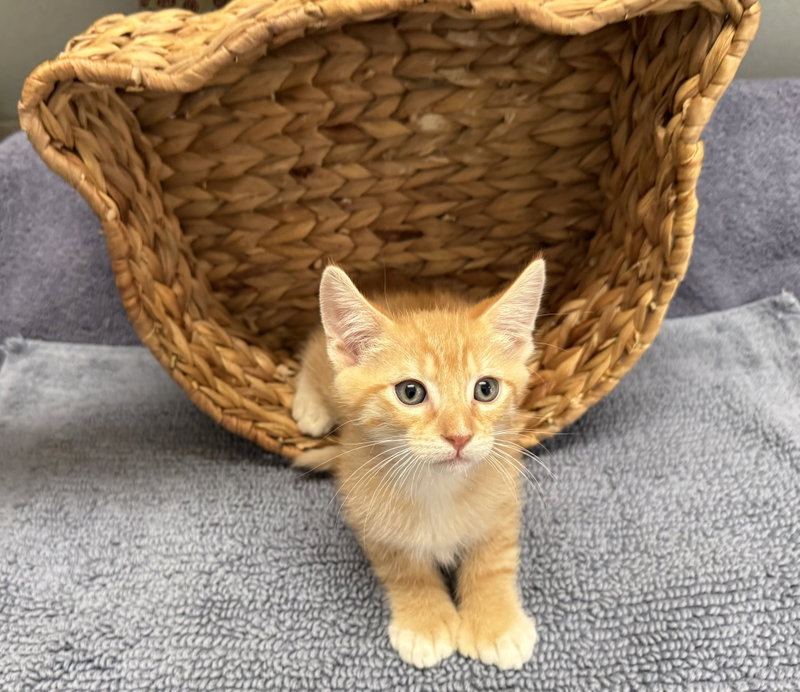 Roger, a male Tabby kitten up for adoption