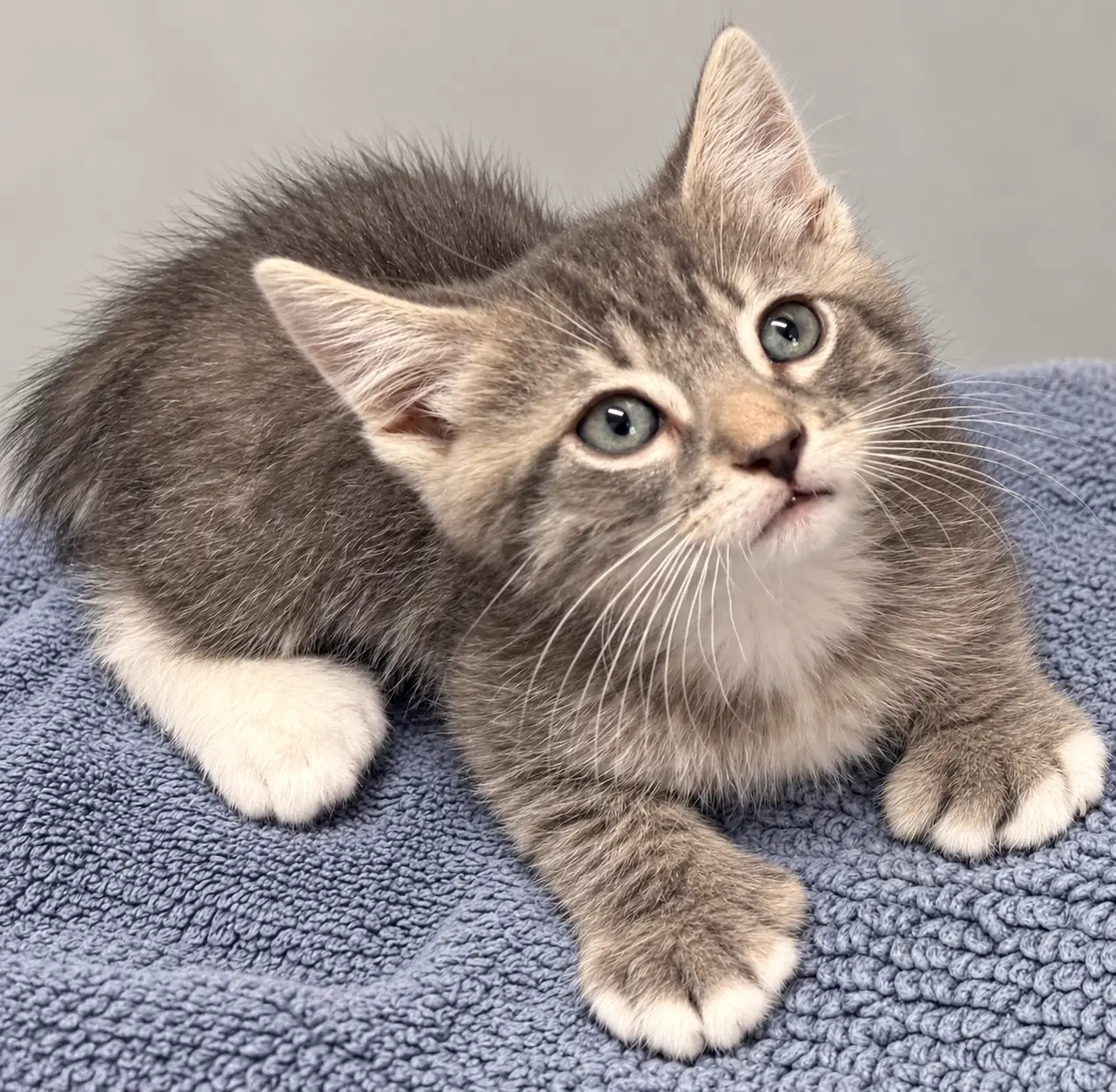 Rafa  Jj - Extra-Toes Cat (Hemingway Polydactyl)