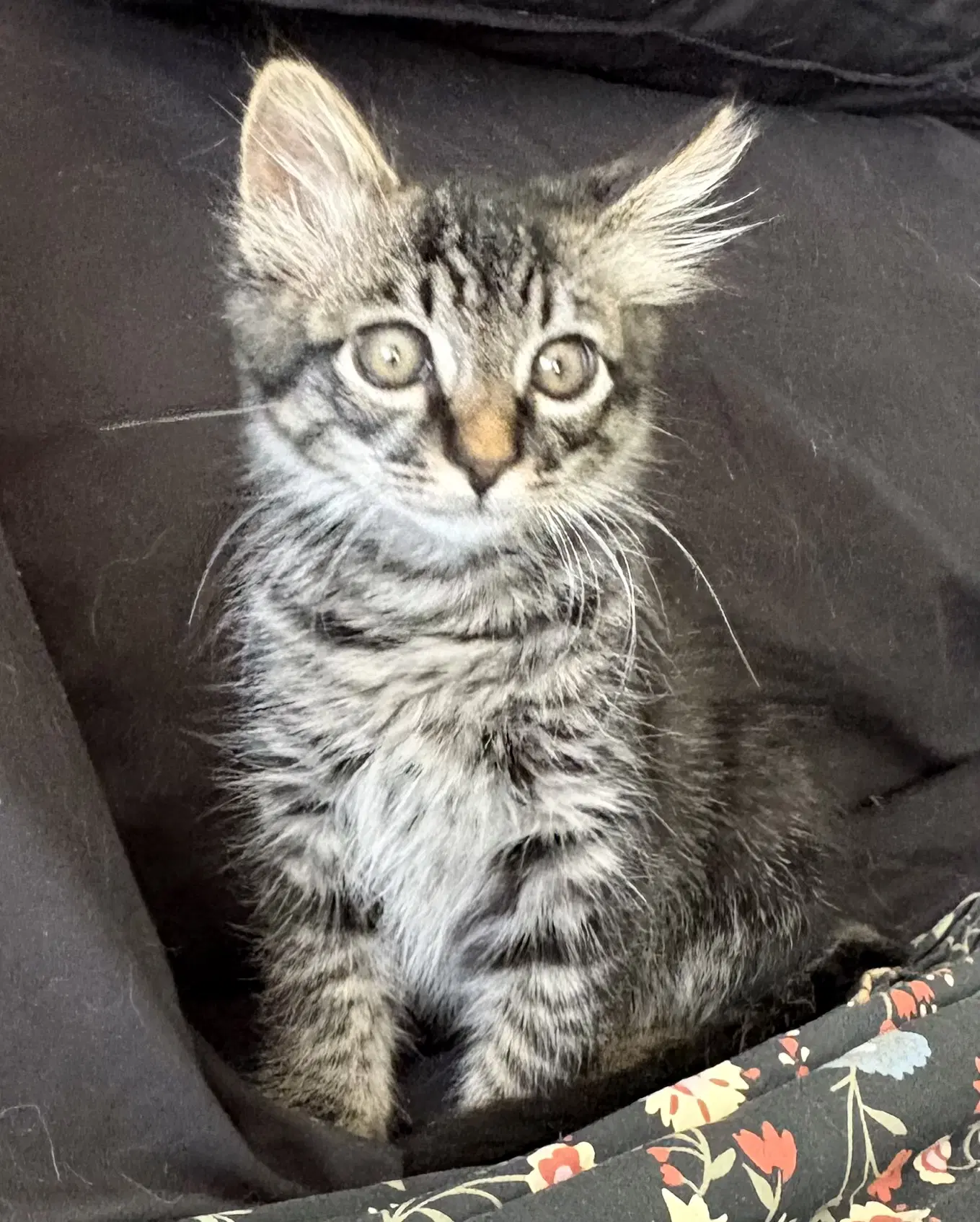 Major Mayhem Sg - Domestic Medium Hair