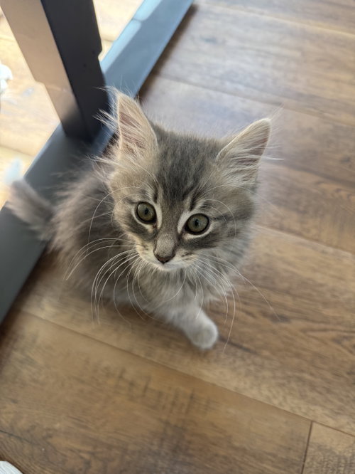 Scout DM, Domestic Long Hair / Maine Coon (long coat)