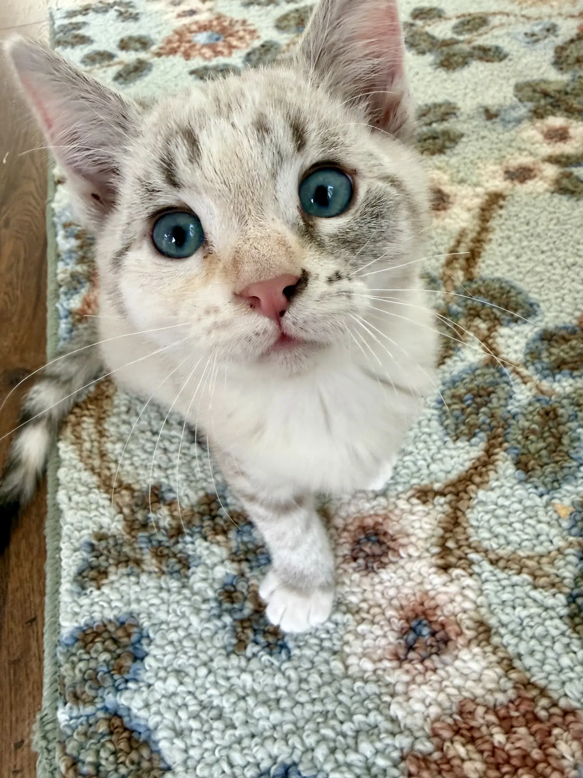 Birdie Dm - Siamese
