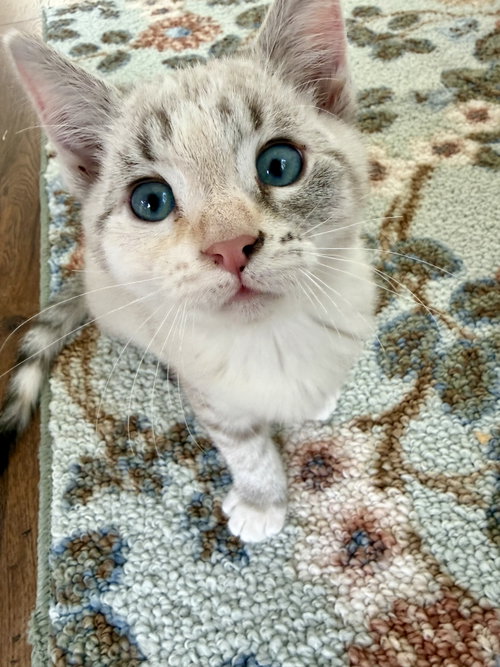 Birdie DM, Siamese (short coat)