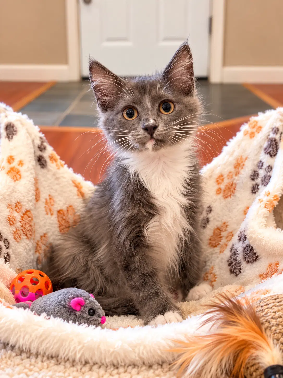 Busby Napa - Domestic Long Hair