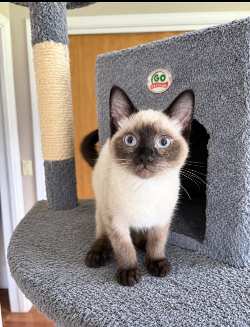 Marky Napa, Siamese (short coat)