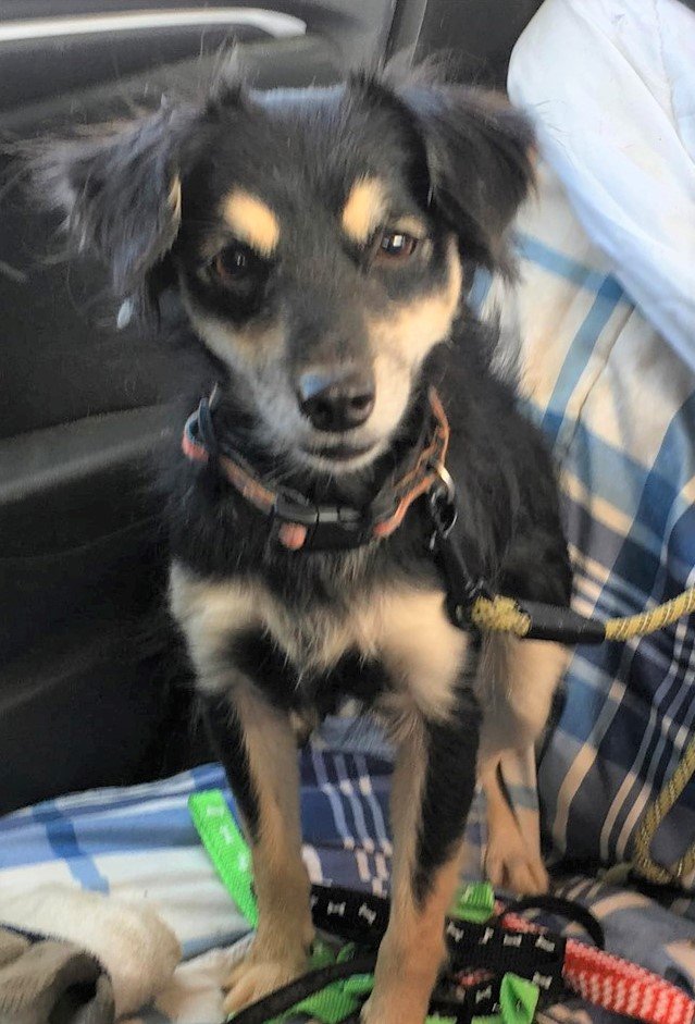 adoptable Dog in Elizaville, NY named America