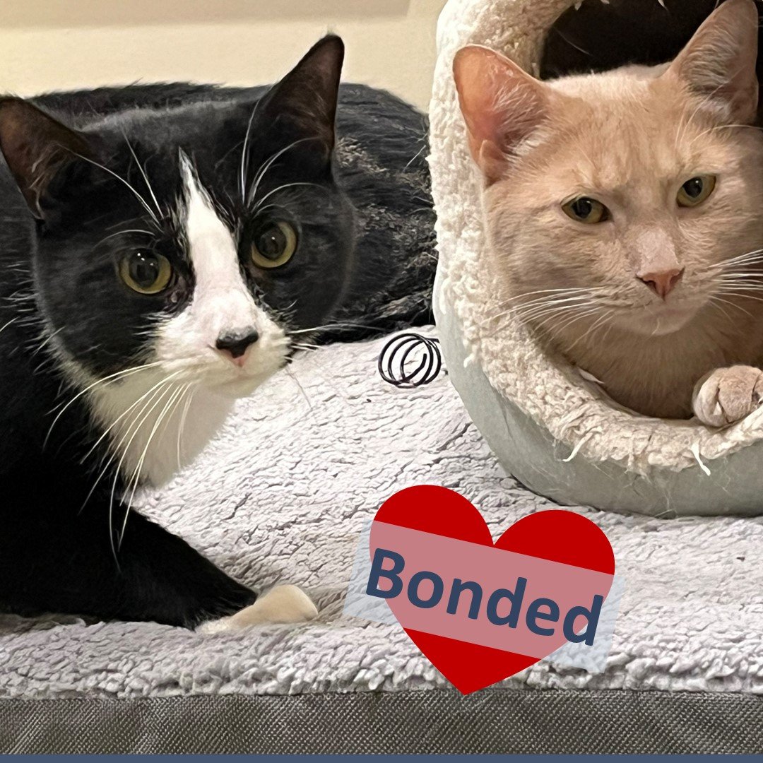 adoptable Cat in Ashland, MA named Clyde & Seamus