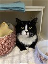 adoptable Cat in , MA named Sid