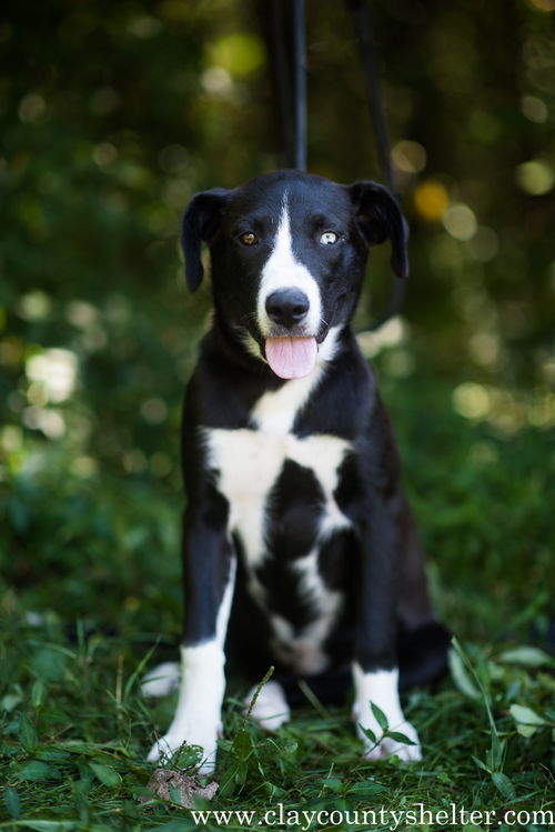 Bella
