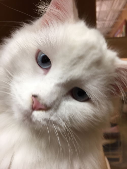 Bianca