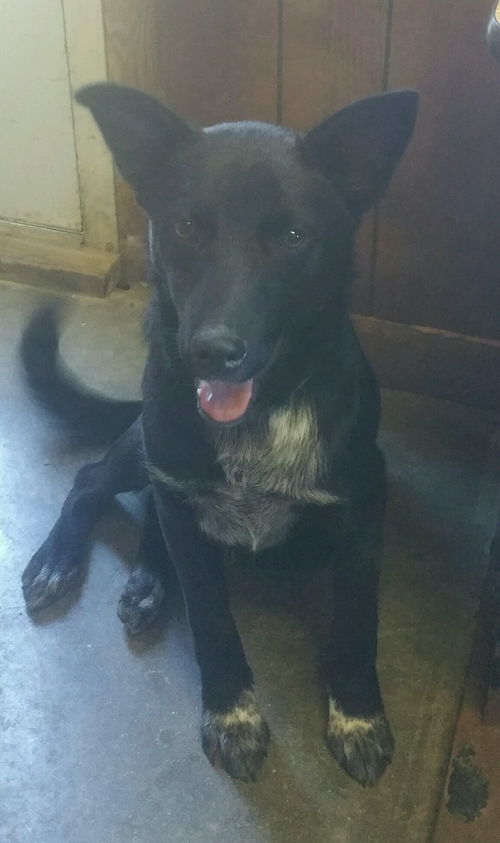 Opie