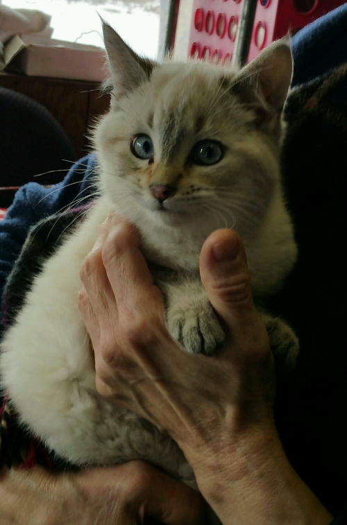 Atticus
