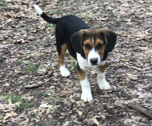 Axel