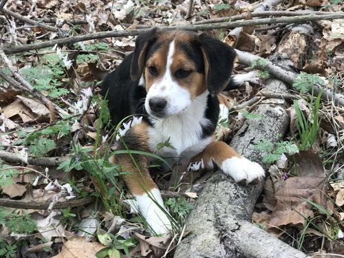 Scout