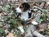 Scout