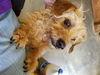 Auggie