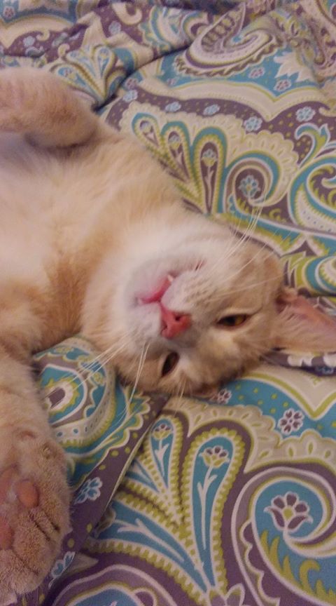 Butterscotch