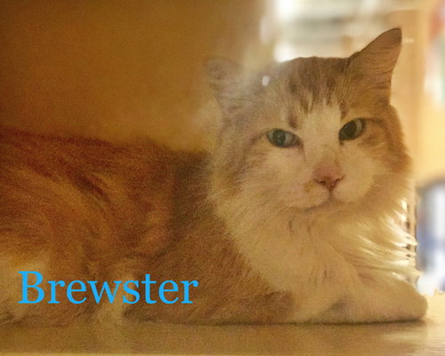 Brewster
