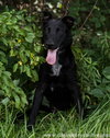 Brody