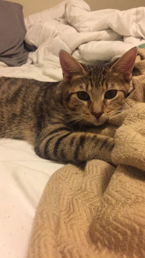 Amelia