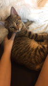 Amelia
