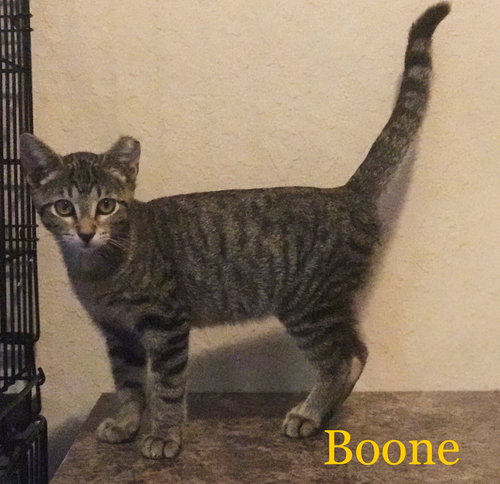 Boone