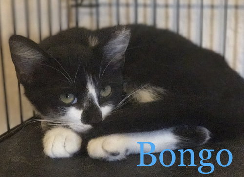 Bongo