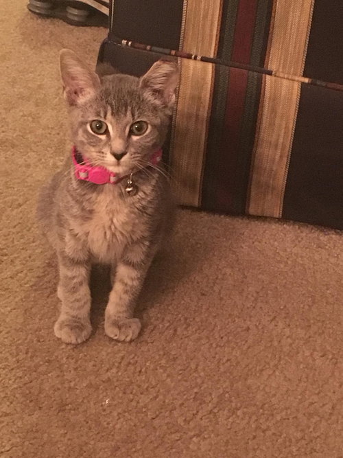 Bonita