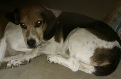 Beau