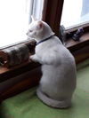 Frazier