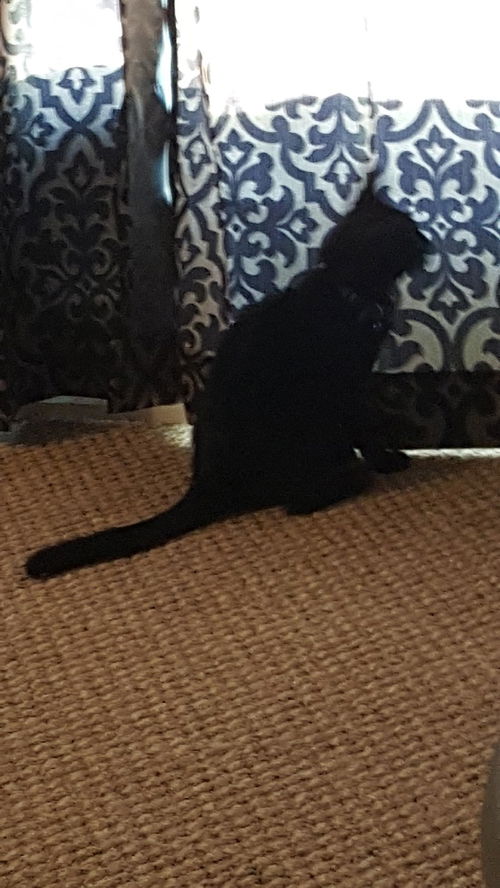 Midnight (kitten)