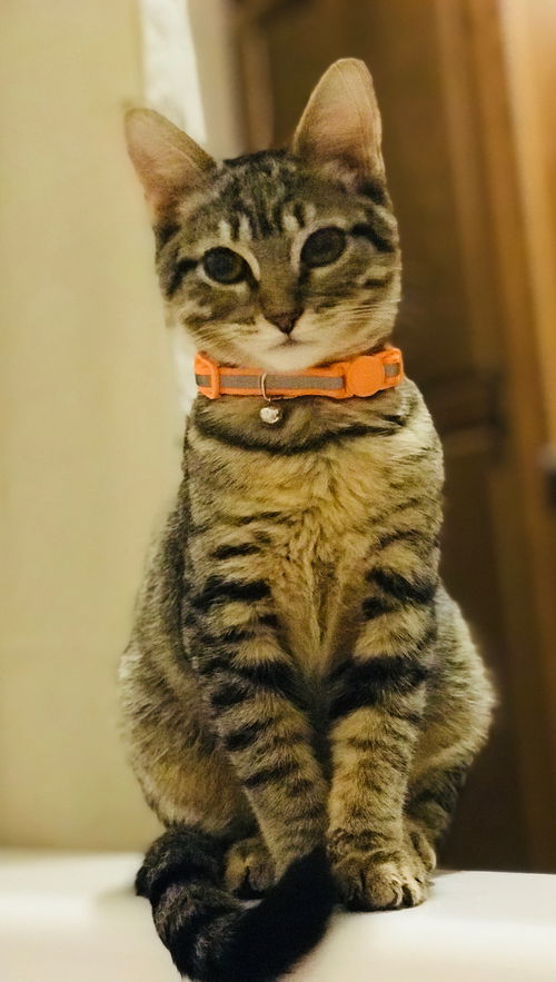 Axel