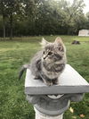 Simone