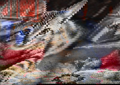 Rascal