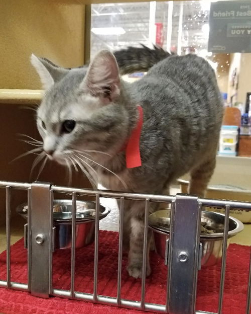 Mau