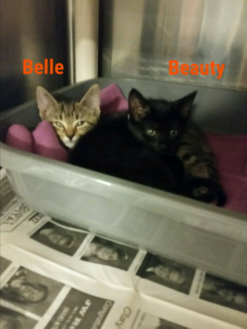 Belle